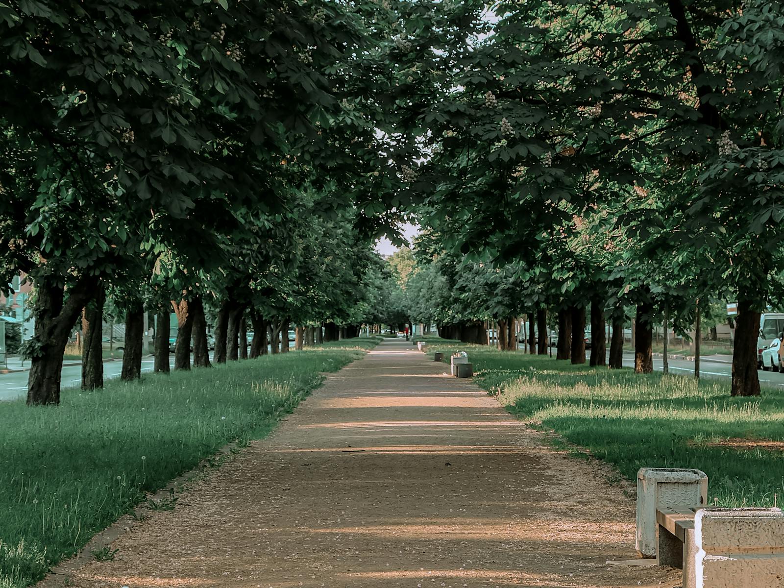 Tree-lined park path used for Saratoga Spa State Park planning context
